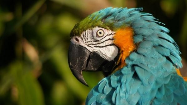 Птица в Австралии научилась сквернословить по-человечески