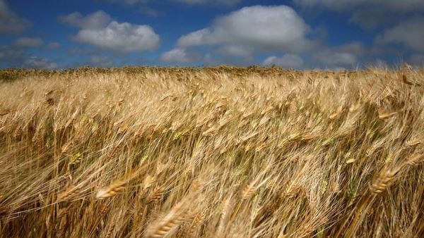 В Европе создали пшеницу, которая не содержит опасный канцероген