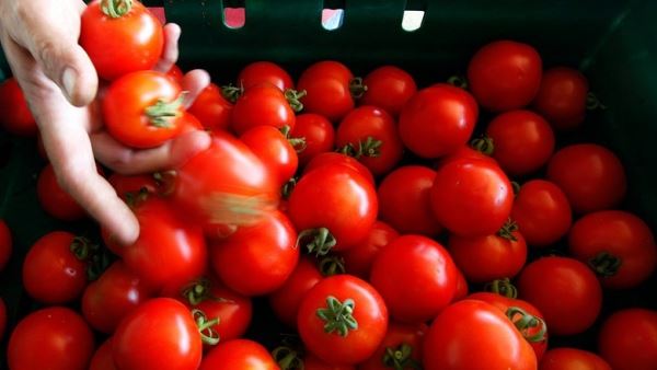 В Узбекистане создали помидоры, которые борются с коронавирусом